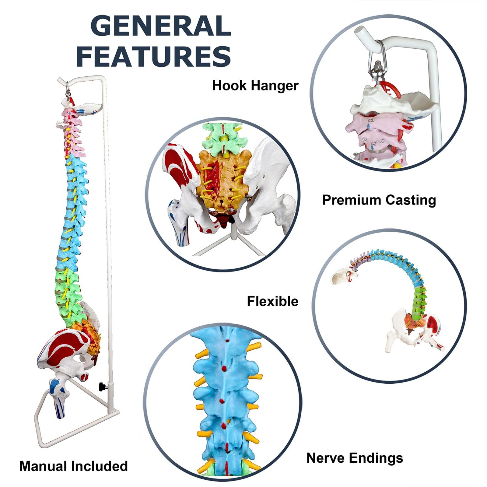 Flexible Femur And Pelvic Bone Anatomy Spine Model Vertebrae Nerves Arteries
