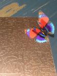 China AISI 304 316 Bronze Finish Stainless Steel Sheet From Foshan