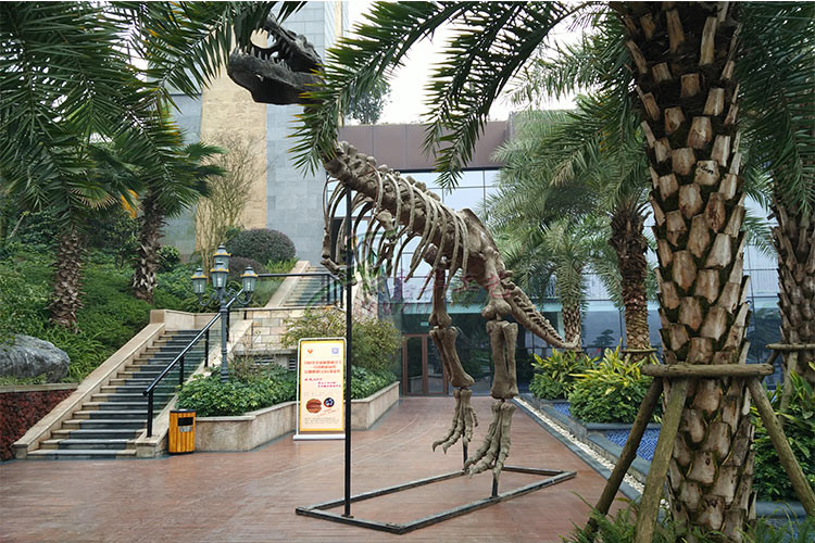 Vivid Complete Dinosaur Fossil Skeleton Bones For Science And Technology Museum