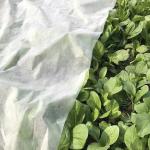 Spunbond 180Gram Fabric Plant Cover PP Non Woven Material