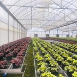 Hot Sale Customized Poly Tunnel Multi-span UV Resistant Film Greenhouses for