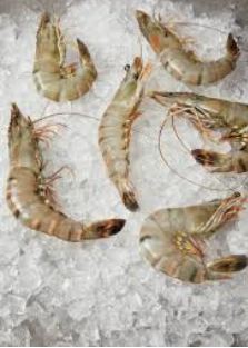 Top-Rated Ice Flake Making Machine for Competitive and Safe Shrimp Fish Processing
