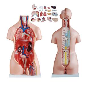 Wholesale Medical Education 85cm Torso Anatomy Model With 23 Parts from china suppliers