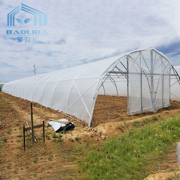 Farming Singlespan Tunnel Greenhouse With Irrigation And Hydroponic Growing System
