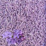 Odor Lock Tofu Clumping Cat Litter Lavender Tofu Based Cat Litter