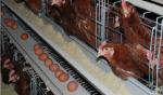 8/10/13 Thickened Pvc Chicken Feeder Trough Poultry House Accessories