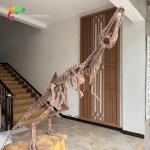 Waterproof Fiberglass Dinosaur Skeleton Replicas For Museum Exhibition