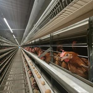 Wholesale Auto Egg Collection Battery Poultry Layer Cage Trolley Feeding SGS from china suppliers