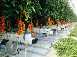 Wholesale Arched / Dome Tomato Plant Greenhouse Cover Material PEP / PO Plastic Film from china suppliers