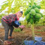papain carica papaya 300USP-6000USP Raw material planting area, protease