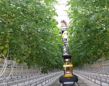 Plastic Film Tomato Plant Greenhouse Span Width 9.6 / 10.8 / 12m Easy Assemble