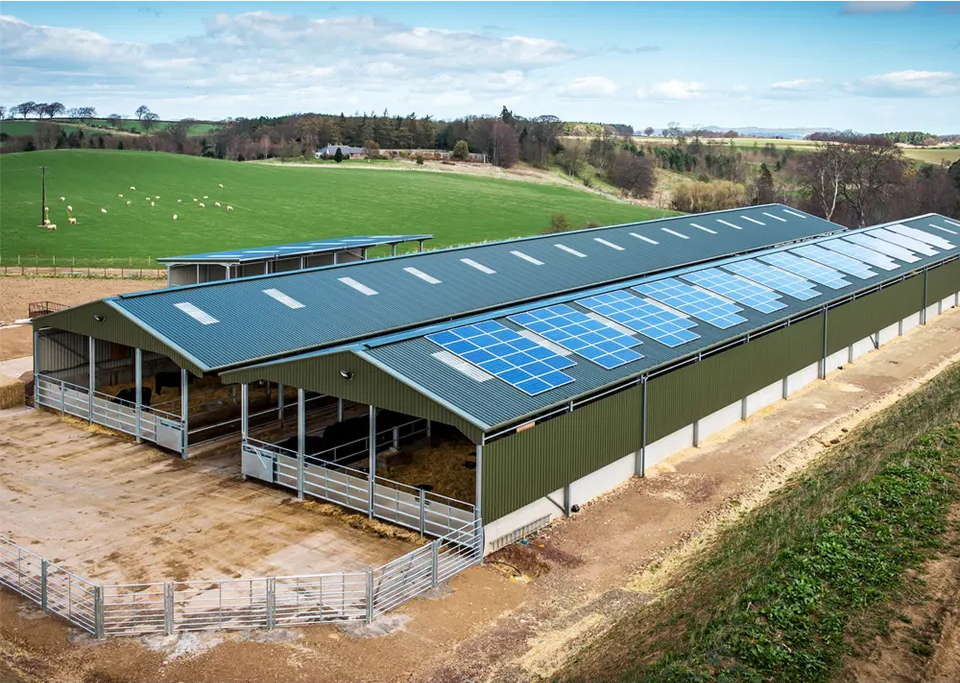 Prefabricated Steel Structure Livestock Shed Height 2-10 Meters For Pig Farm House