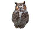 Eco Friendly Owl Stuffed Animal Customized Color For House Decoration
