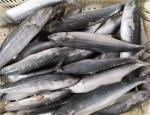 1kg Up Whole Round IQF Frozen Spanish Mackerel
