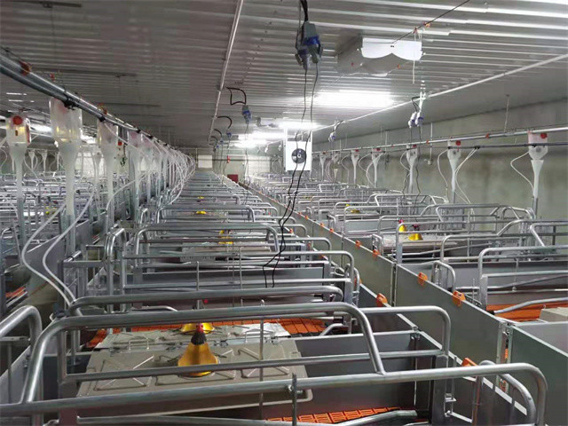Galvanized swine Sow Farrowing Crate 2.4*1.8m width adjustable