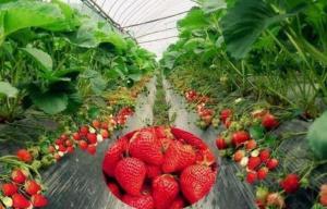 Wholesale Silver Black Agriculture Film Plastic Strawberry Blueberry PE Protective from china suppliers
