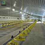 High Quality Chicken Broiler Poultry Farm Steel Structure Shed House Layer