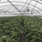 Single Span Blackout Shading Light Deprivation Greenhouse 10-100M
