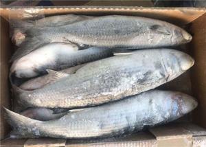 Wholesale Mugil Cephalus Cephalus Gutted 1000g 1500g Frozen Grey Mullet from china suppliers