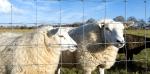 Excellent Hot Dipped Galvanized Cattle Fence Fence Grassland Wire Fence Factory