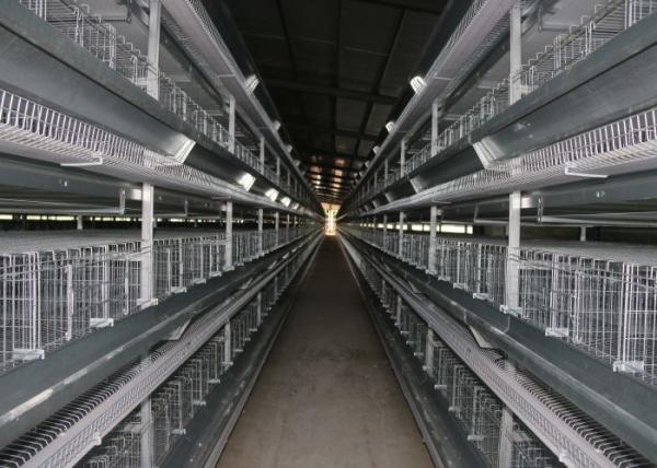 Wire Design Chicken Poultry Cage , Chick Rearing Cage Less Than 0.05% Egg Broken