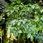 Large Ficus Foliage Artificial Landscape Trees With Lush Green Leaves No