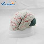 Advance Medical Human Brain Anatomy 3d Model For Teaching VIC-304A