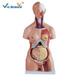 CE Human Torso Model For Medical Science Teaching Demonstration
