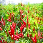 Seasoning Dried Guajillo Chili Peppers Pungent Flavor A Grade