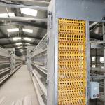 High Efficiency Poultry Chicken Cage 90 - 160 Birds / Set Rigid Frame
