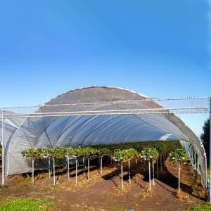 Wholesale High Yield Plastic Film Agricultural Greenhouse Grown Strawberries Rain Shelter from china suppliers