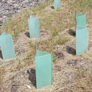 Wholesale 230gsm-600gsm Density Corrugated Plastic Tree Guard Reusable Eco-Friendly from china suppliers