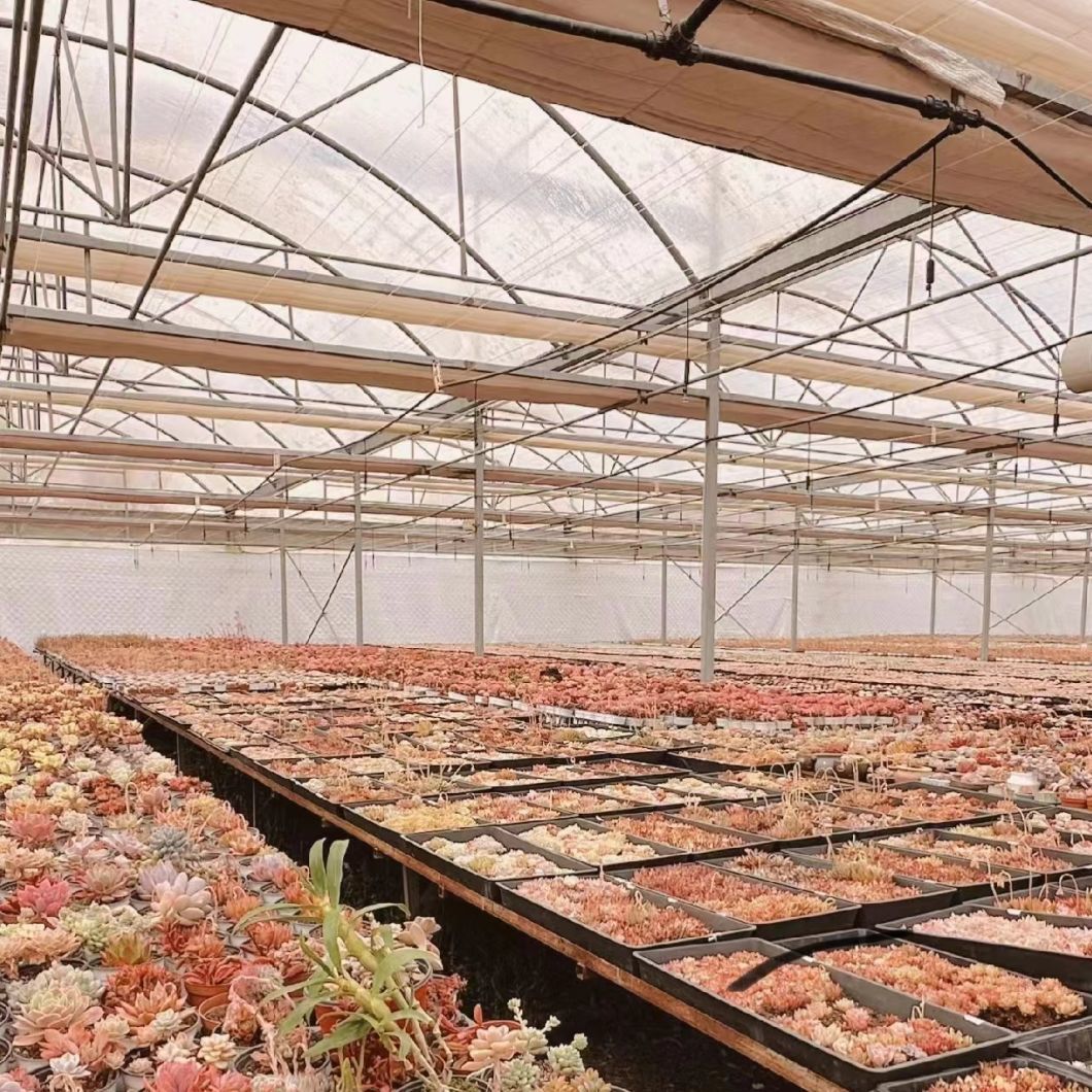 Innovative Multi Span Greenhouse
