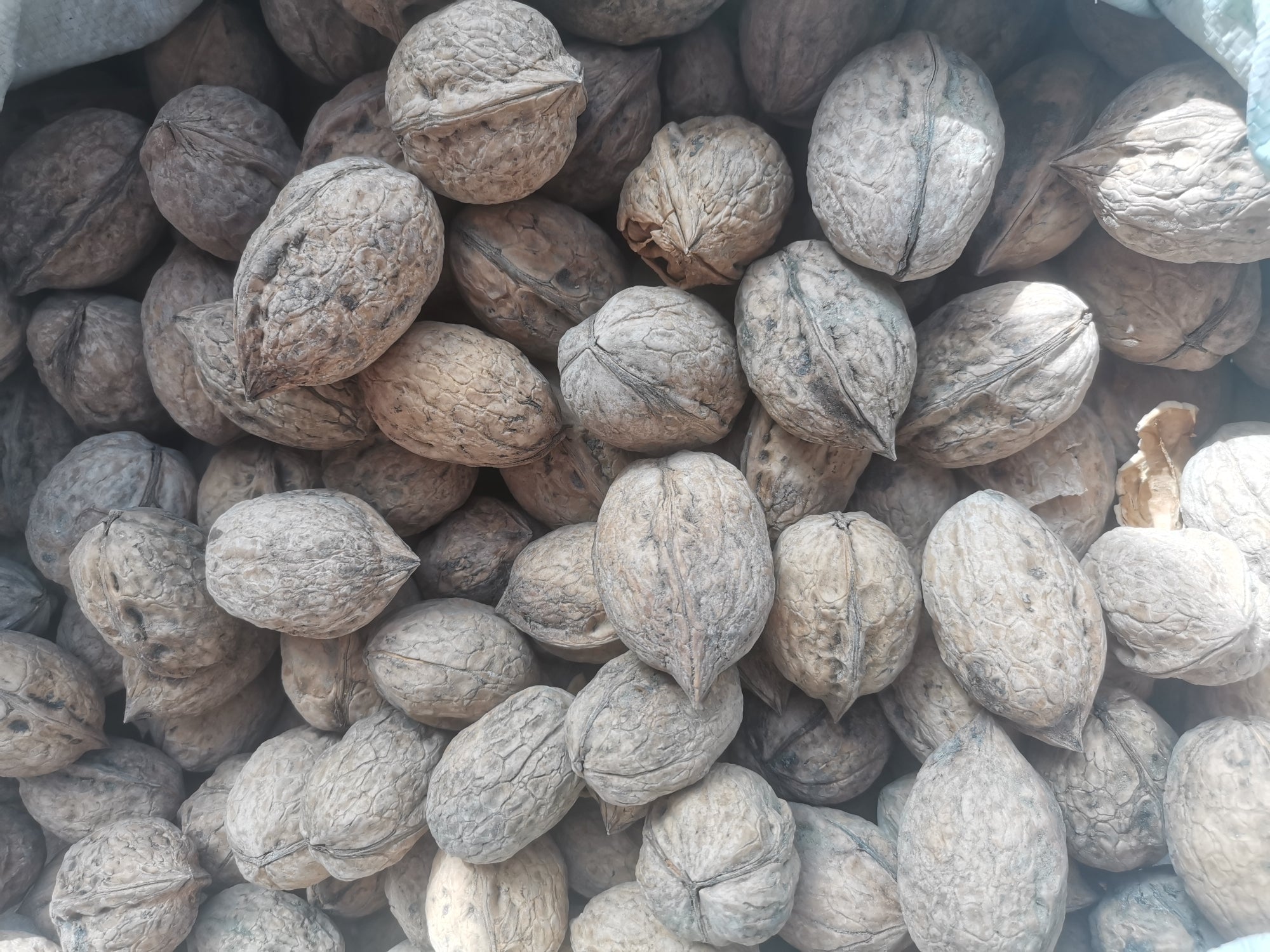 A large number of cheap Xinjiang high-quality XIN2 walnuts for wholesale Amazon’s best-selling products