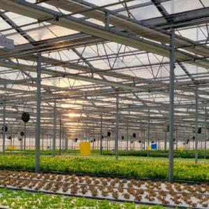 Wholesale Type Roof Glass Commercial Greenhouse Hydroponic Setup for Year-Round Availability from china suppliers
