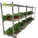 Plywood Shelf Dutch Flower Trolley Electro Galvanized 1900mm