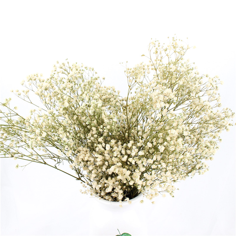 Non Toxic Harmless Preserved Baby Breath Flowers For Ins Valentine Gift
