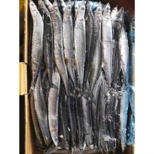 Wholesale 105g - 125g BQF Frozen Pacific Saury Fish from china suppliers