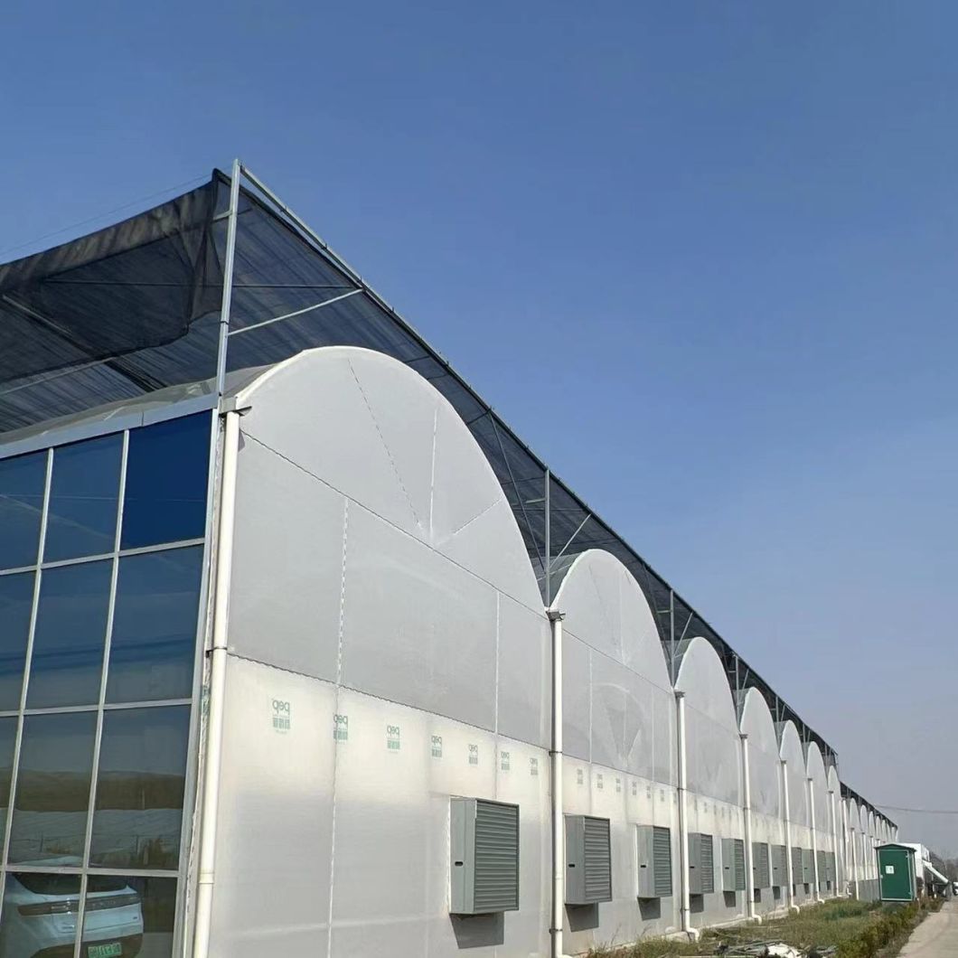 Multi-Span Plastic Tunnel Film Greenhouse