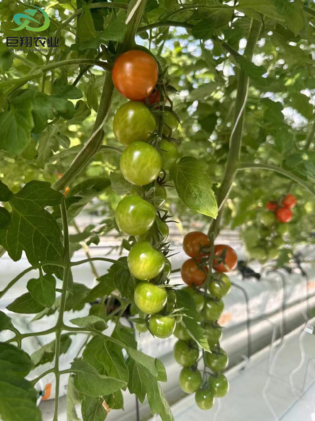 Greenhouse Hydroponics Growing System for Vegetables Flowers