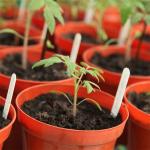 Hydroponic System Tomato Farming Plastic Film Greenhouse 3-5m