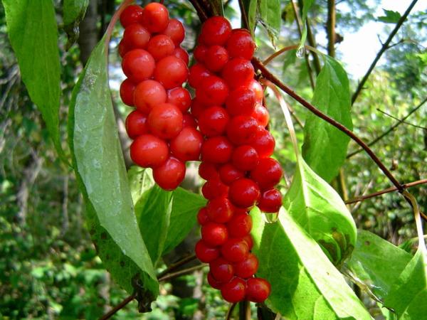 Schisandra P.E. Brown yellow fine powder, NATURAL liver protection, Anti-knub,