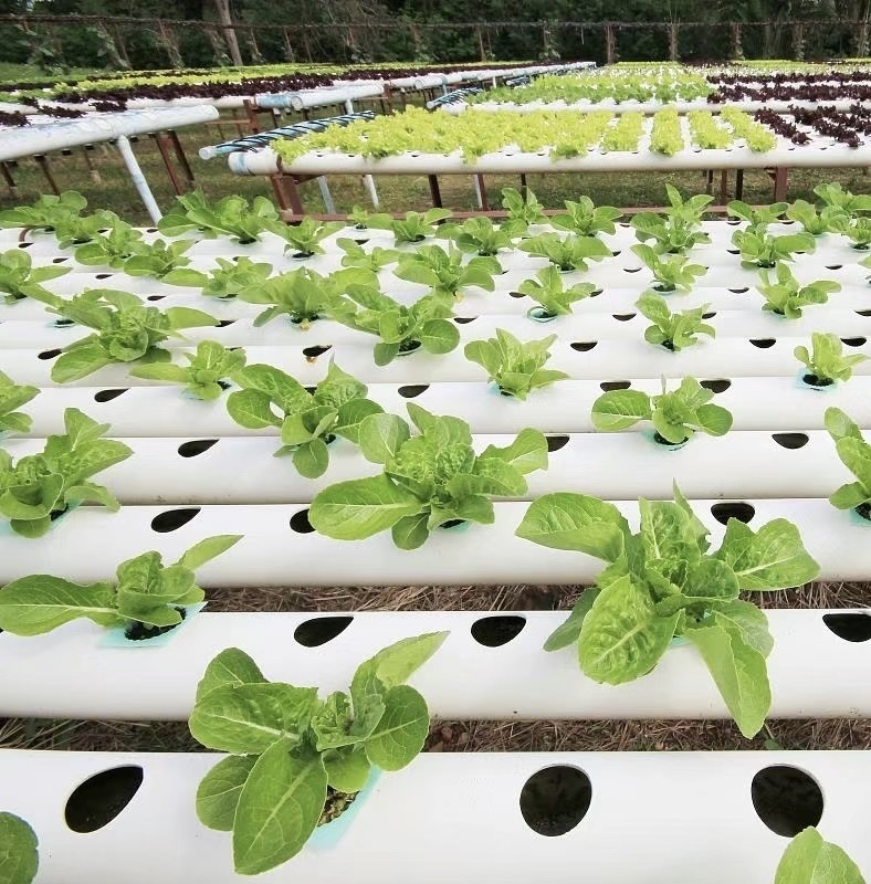 Multi Span Film Greenhouse for Hydroponics Growing
