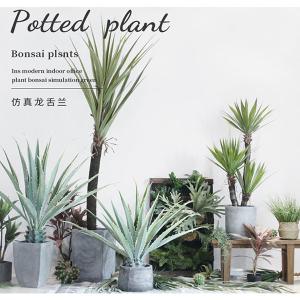 Wholesale ISO Desert Snake Plant Artificial Bonsai Tree Tiger Piran Aloe Sansevieria Seeds from china suppliers