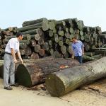 America Red Oak Natural Wood Veneer Slice Cut 0.5mm Thickness For Cabinet And