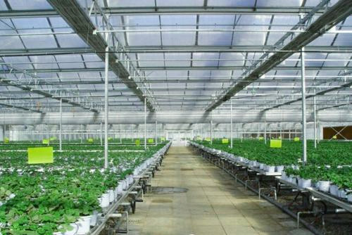Venlo Type PC Sheet Greenhouse Aluminium Alloy Roof Top Height 4.5m-8.0m