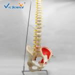 Life Size 9kgs 80x32x39cm Anatomical Skeleton Model