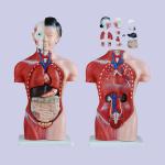 4D 42cm 15 Parts Human Torso Body Anatomy Model