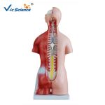 Lab School Human Torso Muscle Anatomy Model 45cm Unisex Torso 23 Parts