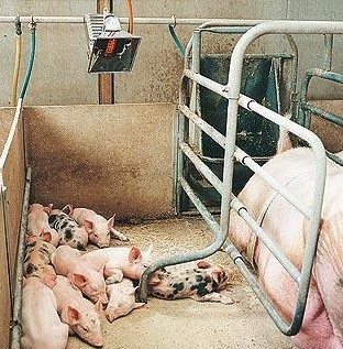 Manual Poultry Heat Lamp Infrared Chick Brooding Equipment Aluminized Steel